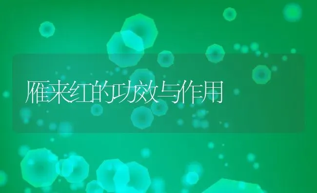 雁来红的功效与作用 | 养殖资料投稿