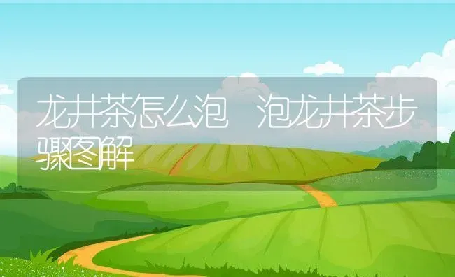 龙井茶怎么泡 泡龙井茶步骤图解 | 养殖资料投稿