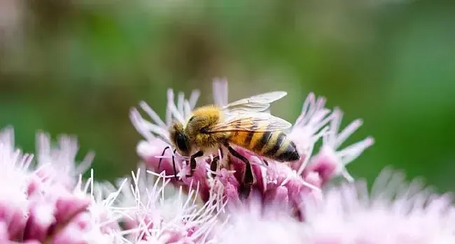 蜜蜂的别名叫什么