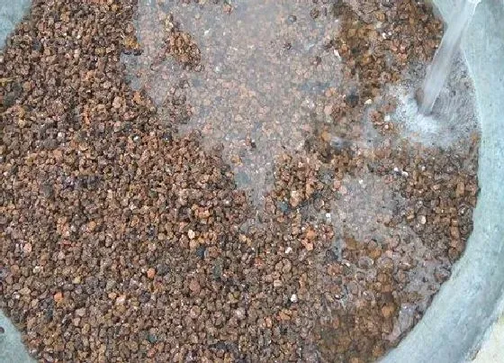 养花|煤炭渣可以种花吗