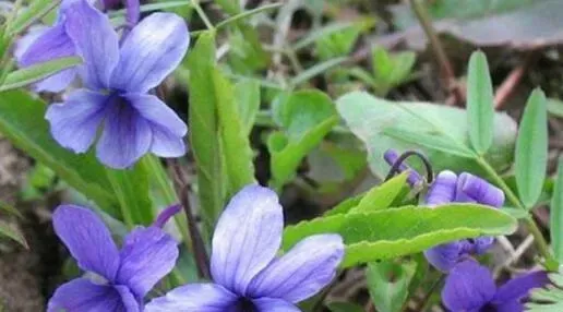 紫花地丁的功效与作用 紫花地丁怎么吃
