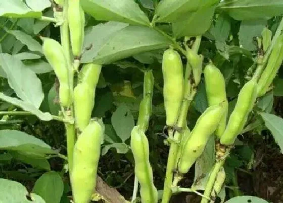 农作物|十月份种植什么农作物 适合秋季10月份种植的作物