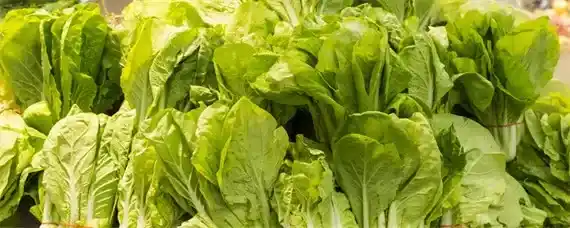 小白菜种植间距多大