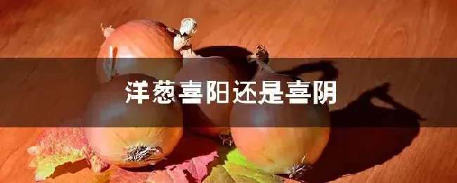 洋葱喜阳还是喜阴