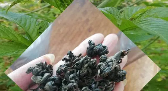 刺儿茶是什么茶 刺儿茶的功效与作用