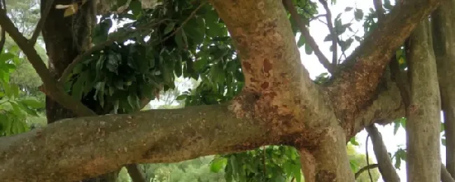 酸枝树具体长什么样子？