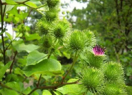 种植前景|牛蒡什么时候收获最好 种植与收获时间