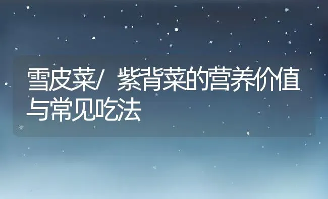 雪皮菜/紫背菜的营养价值与常见吃法 | 养殖资料投稿