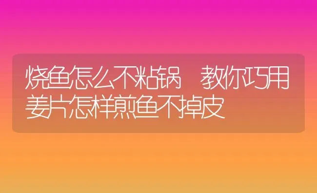 烧鱼怎么不粘锅 教你巧用姜片怎样煎鱼不掉皮 | 养殖资料投稿