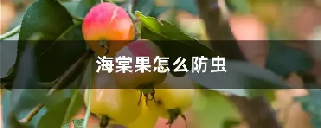 海棠果怎么防虫