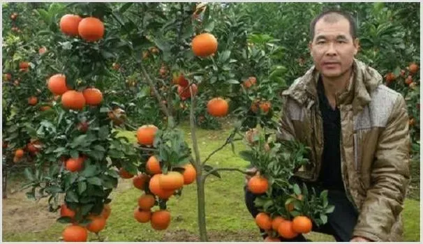 祁阳种植能手上惠农网卖果苗，年销售额轻松超400万 | 养殖什么赚钱