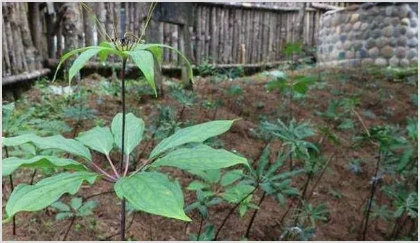 买重楼苗种植能赚钱吗？重楼买苗及种子种植分析 | 养殖项目前景