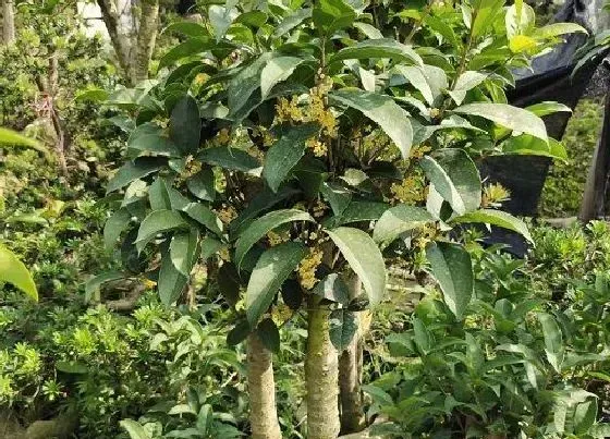 种植前景|种植桂花树赚钱吗 种植前景如何