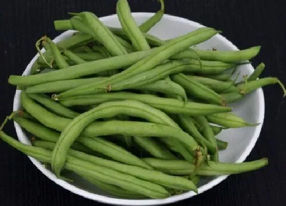 蔬菜|豆青是什么菜