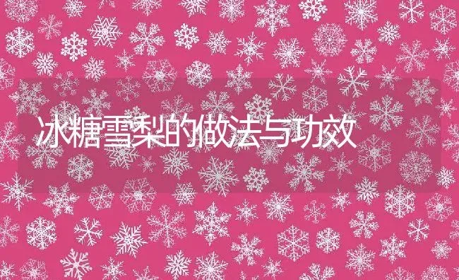 冰糖雪梨的做法与功效 | 养殖资料投稿