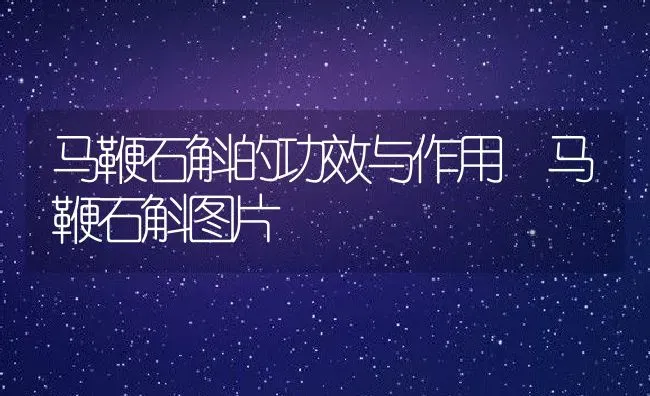 马鞭石斛的功效与作用 马鞭石斛图片 | 养殖资料投稿