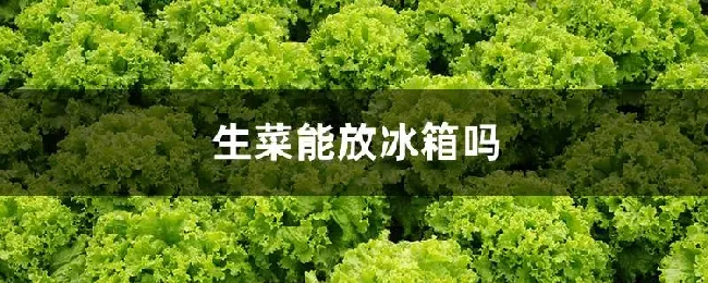 生菜能放冰箱吗