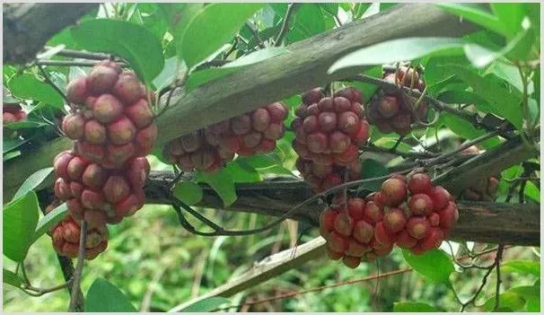 中药材种植什么品种赚钱？这四种市场价几百元一斤！ | 养殖赚钱项目