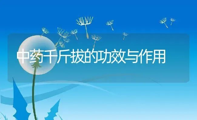 中药千斤拔的功效与作用 | 养殖资料投稿