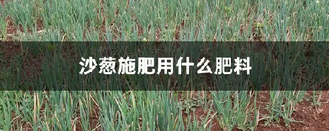 沙葱施肥用什么肥料