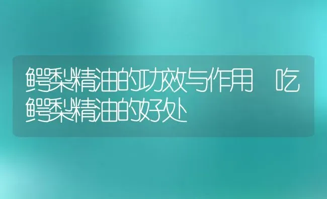 鳄梨精油的功效与作用 吃鳄梨精油的好处 | 养殖资料投稿