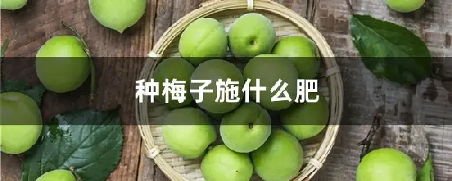 种梅子施什么肥