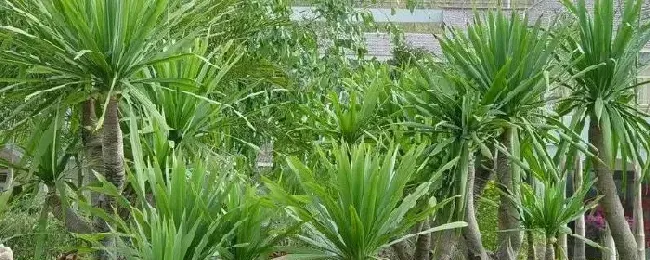 花卉龙血树的养殖方法怎样扦插繁殖