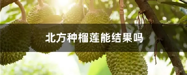 北方种榴莲能结果吗