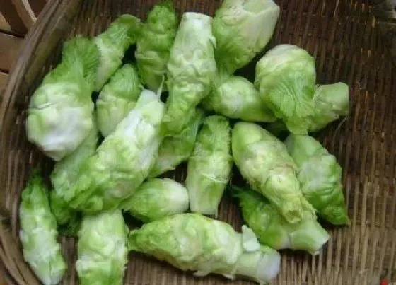 蔬菜|叫头子是什么菜