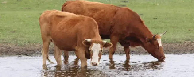 肉牛巴氏杆菌症状