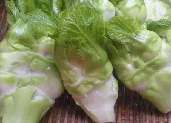 蔬菜|叫头子是什么菜