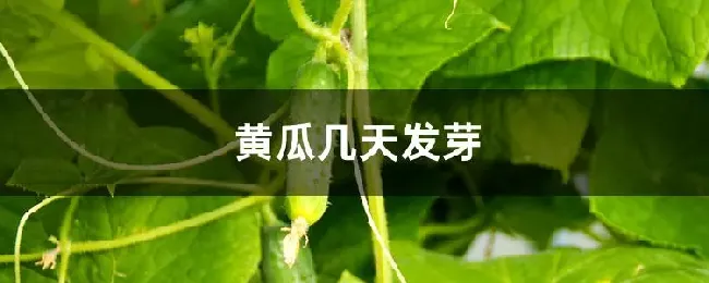 黄瓜几天发芽