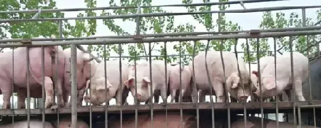 育肥猪几个月能出栏，出栏标准是什么