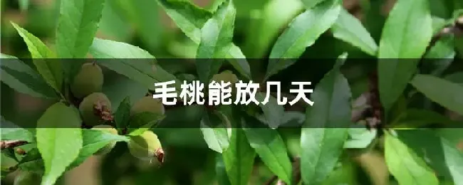 毛桃能放几天