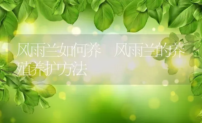 风雨兰如何养 风雨兰的养殖养护方法 | 养殖资料投稿
