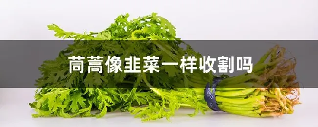 茼蒿像韭菜一样收割吗