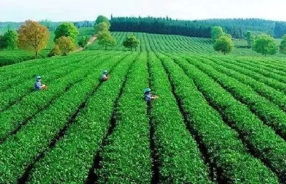 种植前景|种植茶叶赚钱吗 种植成本利润及前景分析