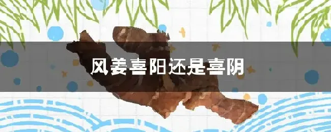 风姜喜阳还是喜阴