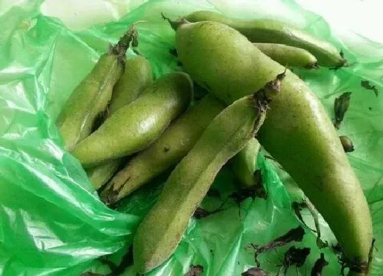 蔬菜|豆青是什么菜