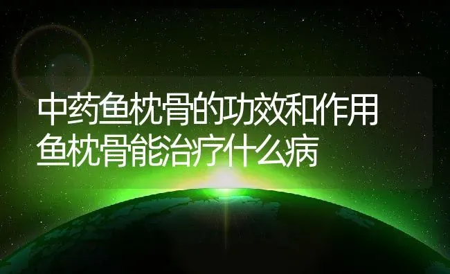 中药鱼枕骨的功效和作用 鱼枕骨能治疗什么病 | 养殖资料投稿