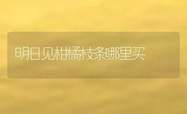 明日见柑橘枝条哪里买 | 养殖资讯