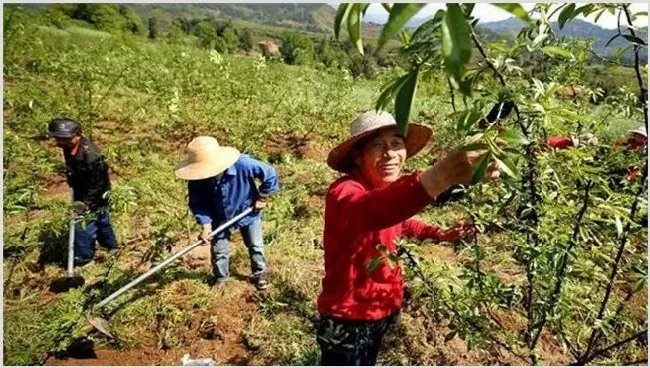 花椒种植效益 | 农业养殖资讯