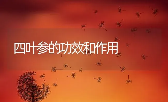 四叶参的功效和作用 | 养殖资料投稿