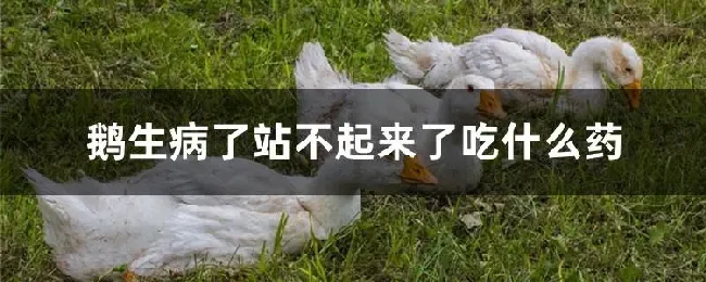 鹅生病了站不起来了吃什么药