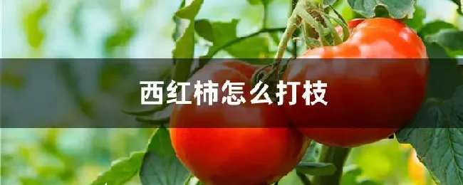 西红柿怎么打枝