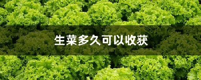 生菜多久可以收获