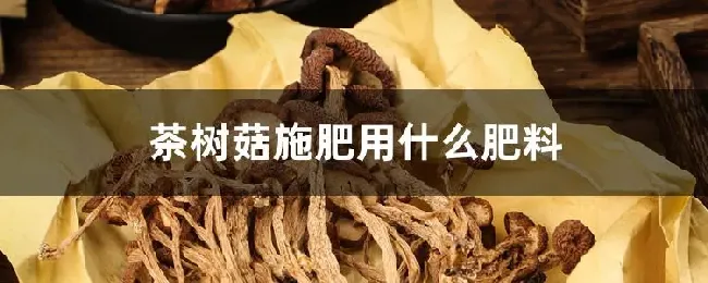 茶树菇施肥用什么肥料