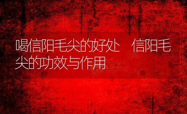 喝信阳毛尖的好处 信阳毛尖的功效与作用 | 养殖资料投稿