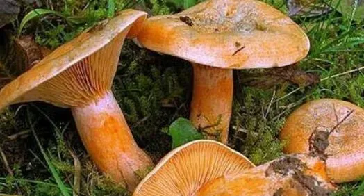 重阳菌的功效与作用 重阳菌怎么吃