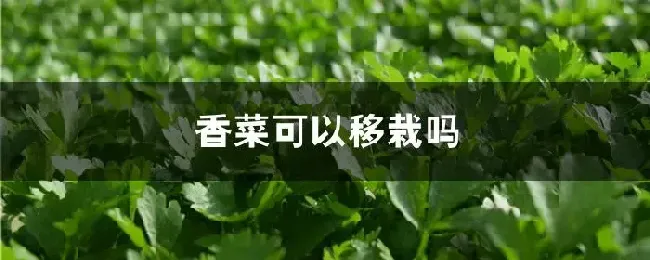 香菜可以移栽吗